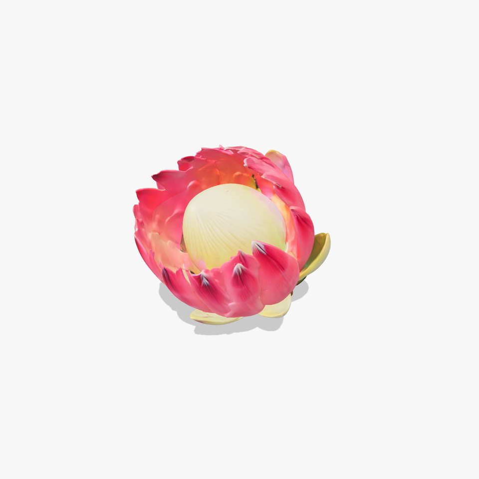 Protea cynaroides Flower Sculpture model pack
